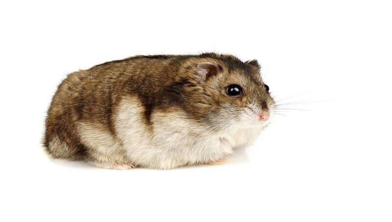 Overweight Hamster