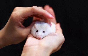 Petting a Hamster