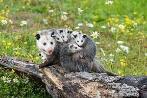 Possum Babies on Mom