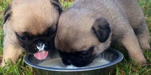 Puppies Drinking Milk
