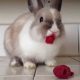 Rabbit Eating Raspberries