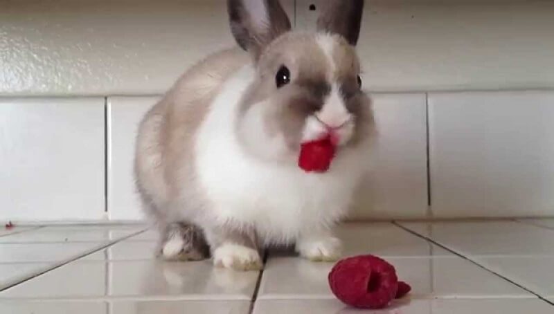 Rabbit Eating Raspberries