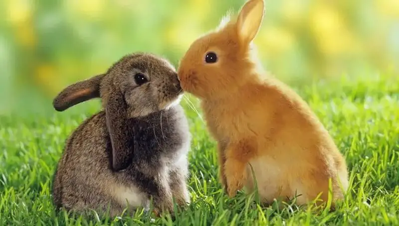 Do Rabbits Mate For Life? And Why Do They? 2 Rabbit in Love