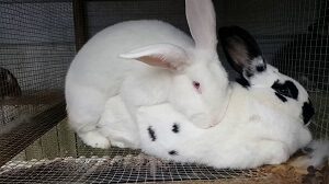 Rabbits Mating