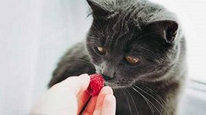 Raspberries Given to Cat