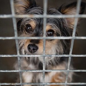 Does My Dog Know I Rescued Him? 3 Rescue Dog