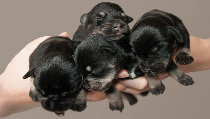 How Can You Sell A Puppy You Just Bought 2 Resell a Puppy You Just Bought