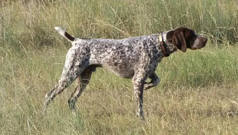 Shedding German Shorthaired Pointer