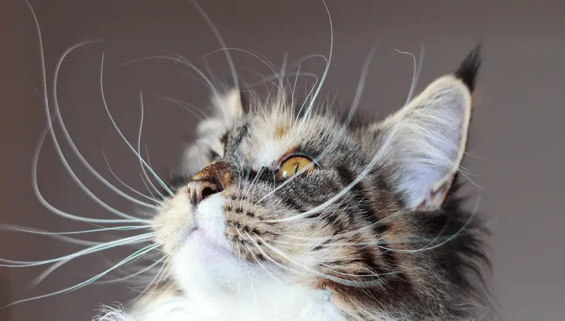 Why You Should Never Cut Your Cat's Whiskers 4 Should You Cut Cat Whiskers