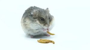 Small Hamster with Mealworms