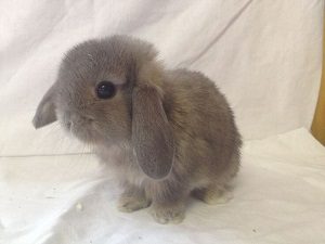 Small Mini Lop