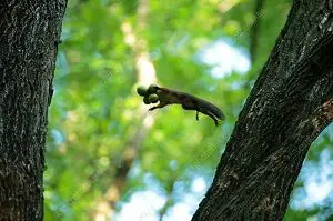 Squirrel Jumping Between Trees
