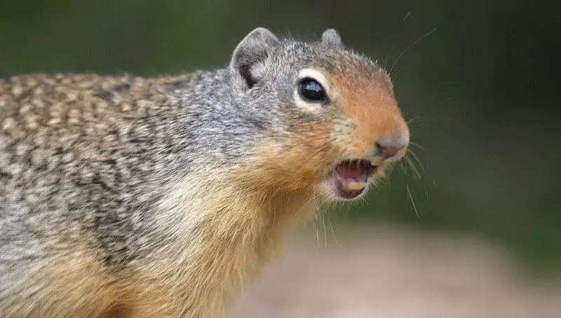 Squirrel Scratching