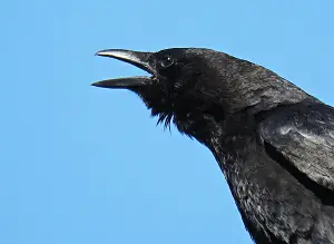 Talking Crow