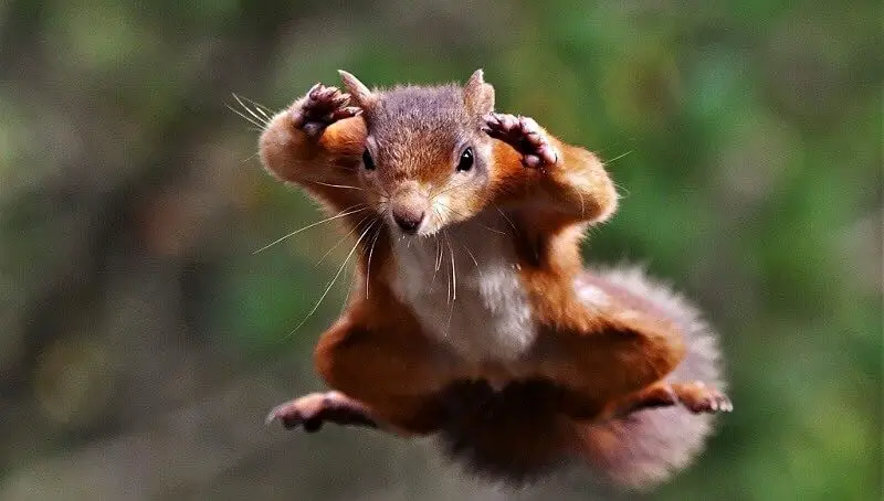 Terminal Velocity of Squirrel