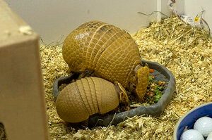 Three Banded Armadillo Baby