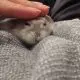 Train Your Hamster To Cuddle
