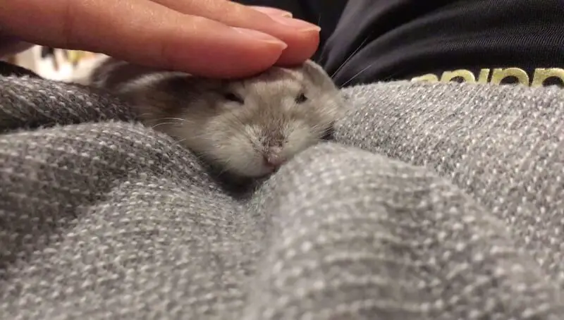 Train Your Hamster To Cuddle