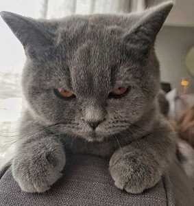 Very Angry Cat