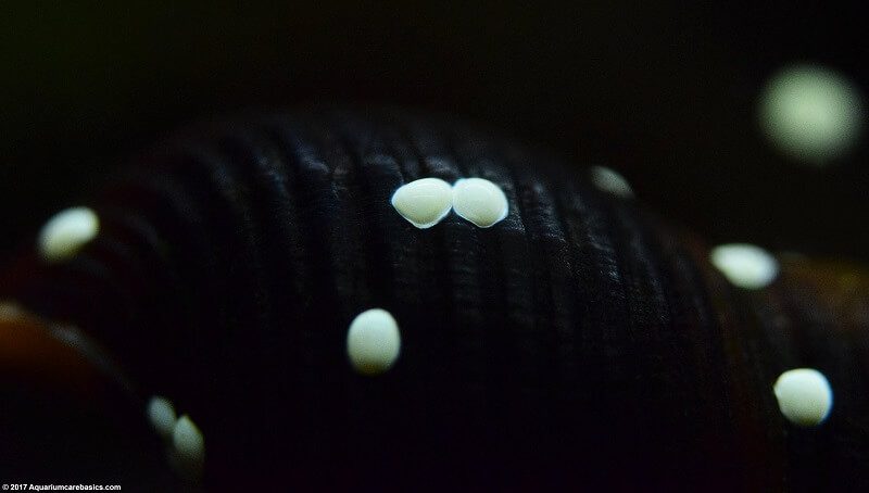 How to Get Rid of Nerite Snail Eggs? What Eats Nerite Snail Eggs? 2 What Etas Nerite Snail Eggs