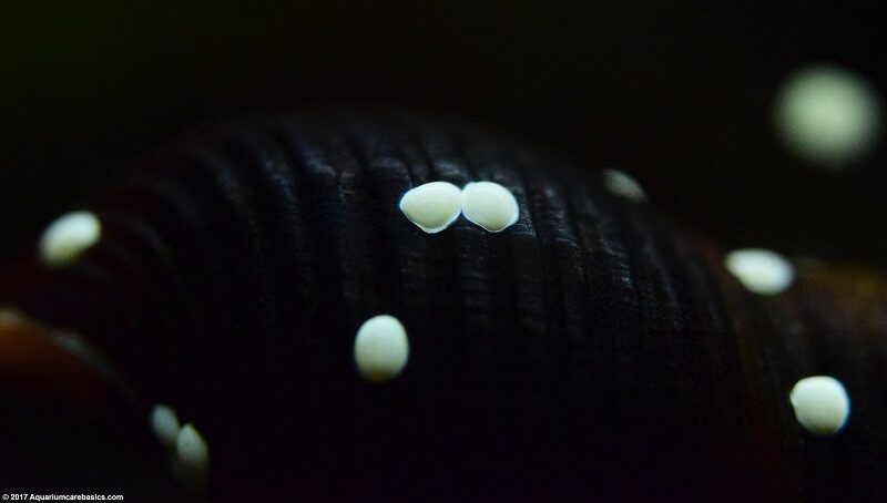 What Etas Nerite Snail Eggs