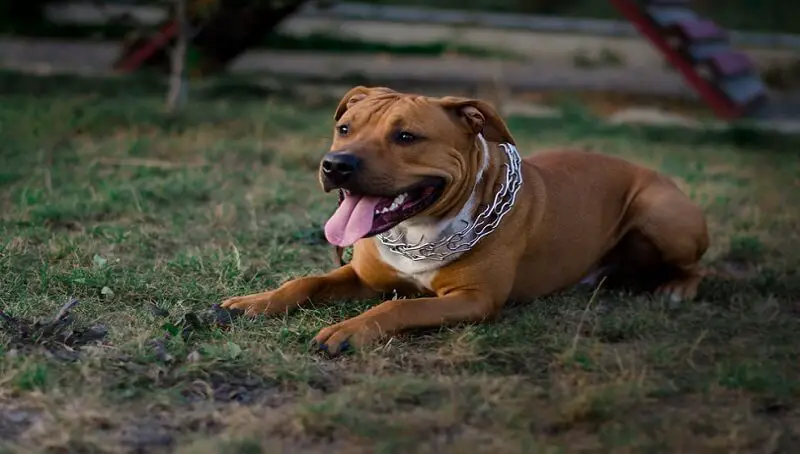 American Staffordshire Terrier Mix