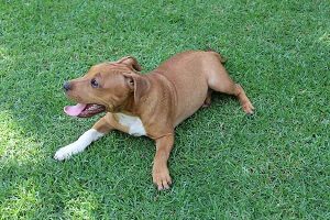 Amstaff Mix on Grass