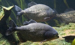 Black Piranhas in Tank