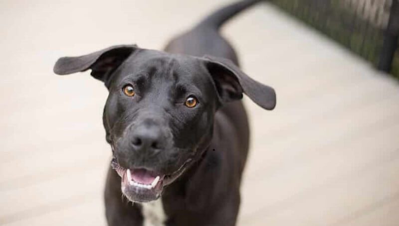 Border Collie PitBull Mix