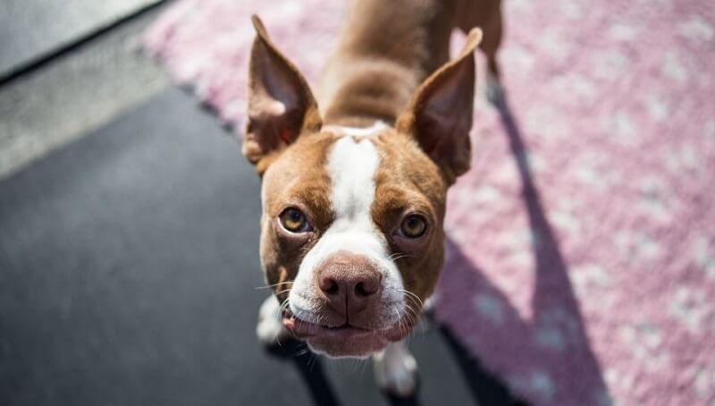 Boston Terrier-Chihuahua Mix - Bo-Chi Facts 2 Boston Terrier Chihuahua Mix Info