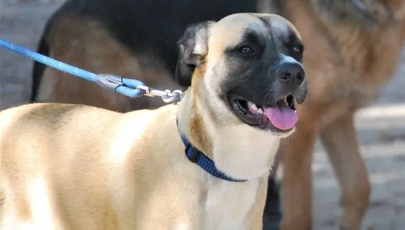 Information About the German Shepherd-Boxer Mix Breed 4 Boxer Shepherd Mix