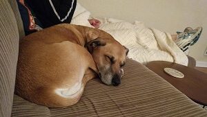 Boxer Shepherd Sleeping