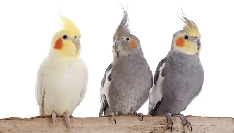 Cockatiels and Basic Care for These Pets 2 Cockatiel Facts