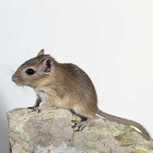 Gerbil on Rock