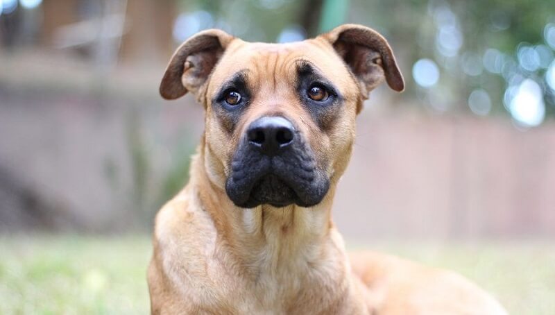 Great Dane Boxer Mix