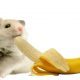 Hamster Eating Banana