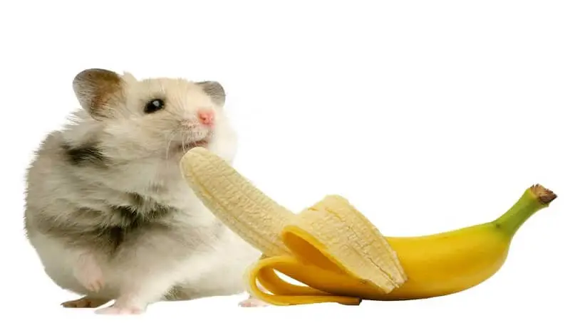 Hamster Eating Banana
