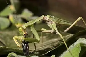 Praying Mantis Eating Fish