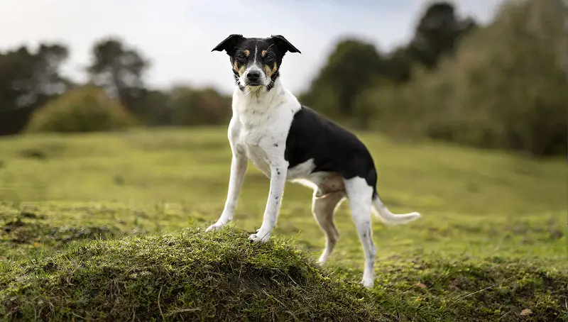 Rat Terrier in Yard