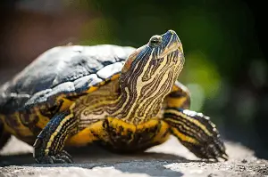 Red eared Slider turtle