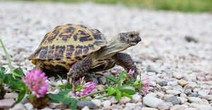 Russian Tortoise in the wild