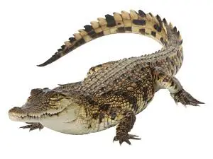 A Crocodile