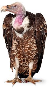 A Vulture