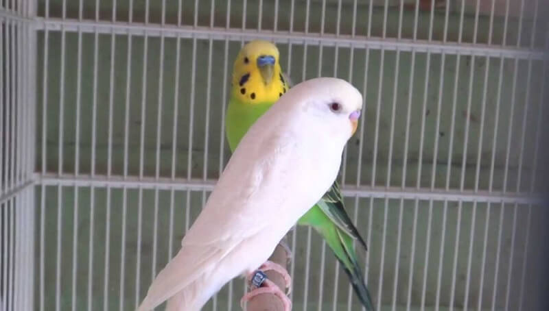 Albino Parakeet