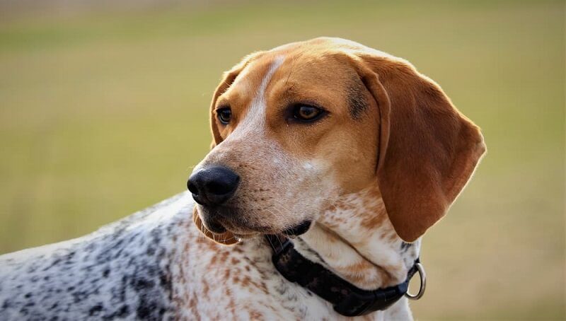 Information Needed Before Getting a Redtick Coonhound 4 American English Coonhound