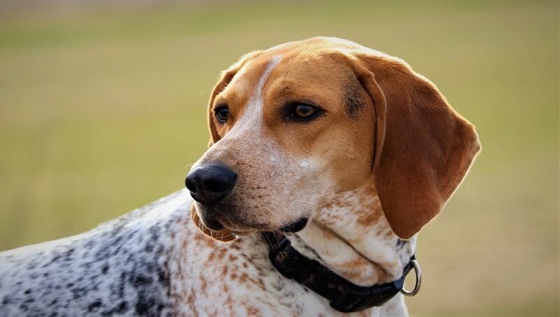 American English Coonhound