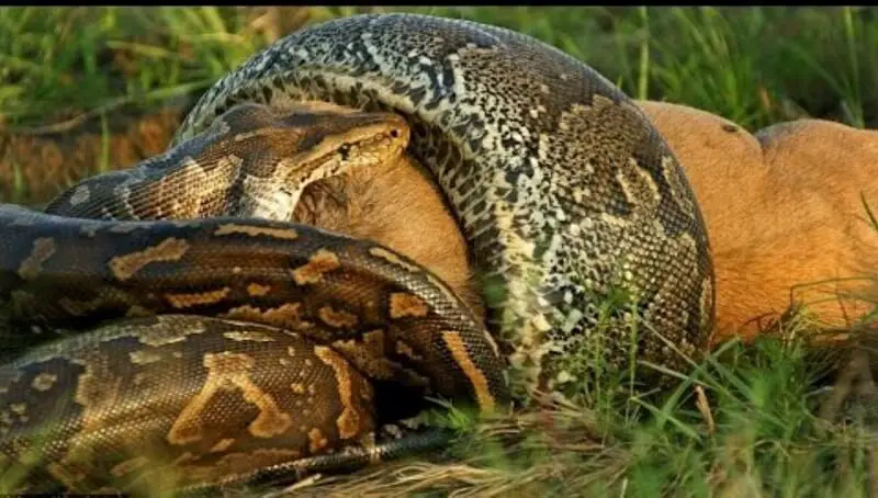 Do Anacondas Eat People? - Petculiars