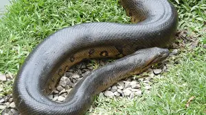 Anaconda on Grass