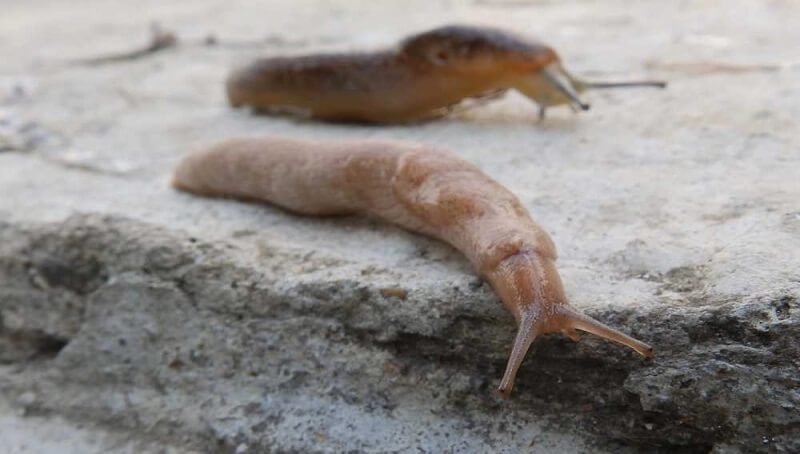 Animals that Slither