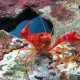 Aquarium Crayfish Diet